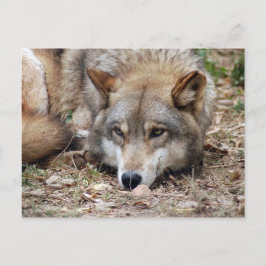 Carte postale Wolf Grey (Devant)
