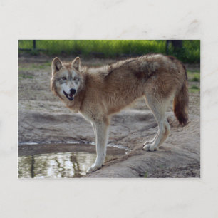 Carte postale Wolf Grey