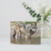 Carte postale Wolf Grey (Debout devant)