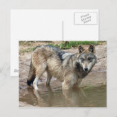 Carte postale Wolf Grey (Devant / Derrière)