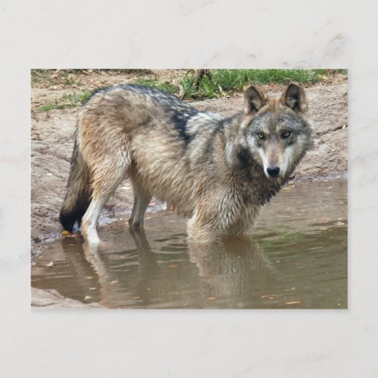 Carte postale Wolf Grey (Devant)