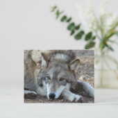 Carte postale Wolf Grey (Debout devant)