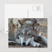 Carte postale Wolf Grey (Devant / Derrière)