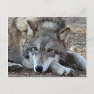 Carte postale Wolf Grey