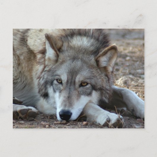 Carte postale Wolf Grey (Devant)