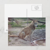 Carte postale Wolf Grey (Devant / Derrière)