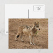 Carte postale Wolf Grey (Devant / Derrière)