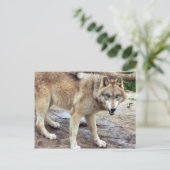 Carte postale Wolf Grey (Debout devant)