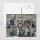 Carte postale Wolf Grey (Devant / Derrière)