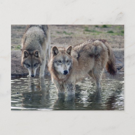Carte postale Wolf Grey (Devant)
