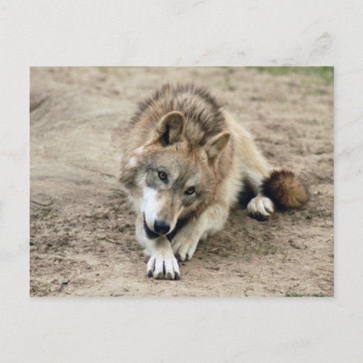 Carte postale Wolf Grey (Devant)