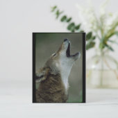 Carte Postale Wolf Howling Wild Timber (Debout devant)