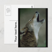 Carte Postale Wolf Howling Wild Timber (Devant / Derrière)