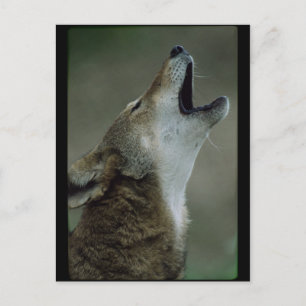 Carte Postale Wolf Howling Wild Timber
