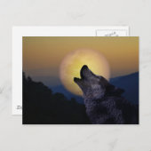 Carte Postale Wolf hurle sur la lune (Devant / Derrière)
