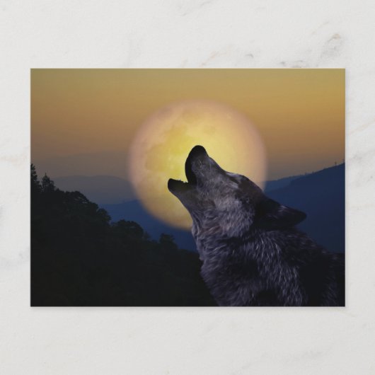 Carte Postale Wolf hurle sur la lune (Devant)