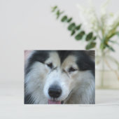 Carte postale Wolf Malamute (Debout devant)