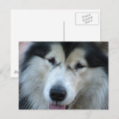 Carte postale Wolf Malamute (Devant / Derrière)