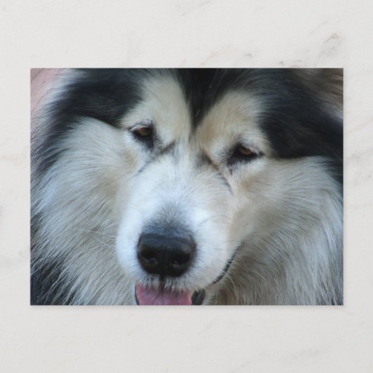 Carte postale Wolf Malamute (Devant)