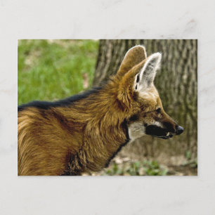 Carte postale Wolf Maned 1529