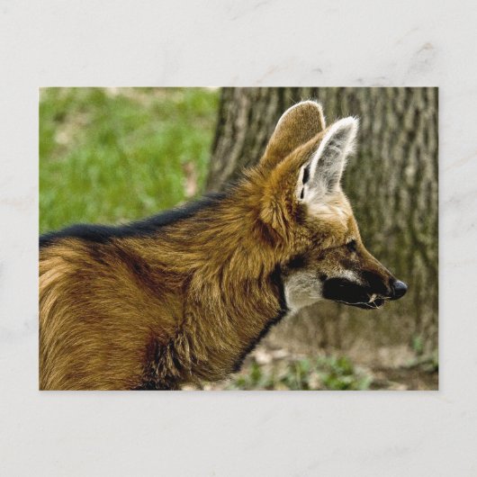 Carte postale Wolf Maned 1529 (Devant)