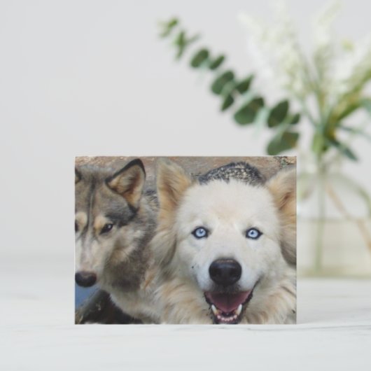 Carte postale Wolf Pack (Debout devant)