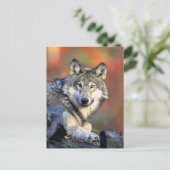 Carte Postale Wolf Portrait (Debout devant)