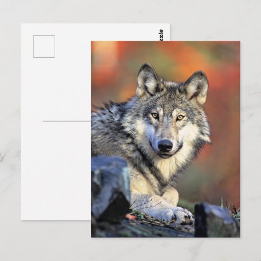 Carte Postale Wolf Portrait (Devant / Derrière)