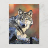 Carte Postale Wolf Portrait (Devant)