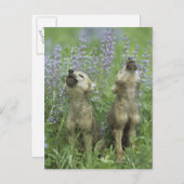 Carte Postale Wolf Puppies Howling In Meadow (Devant / Derrière)