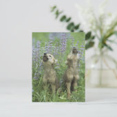 Carte Postale Wolf Puppies Howling In Meadow (Debout devant)