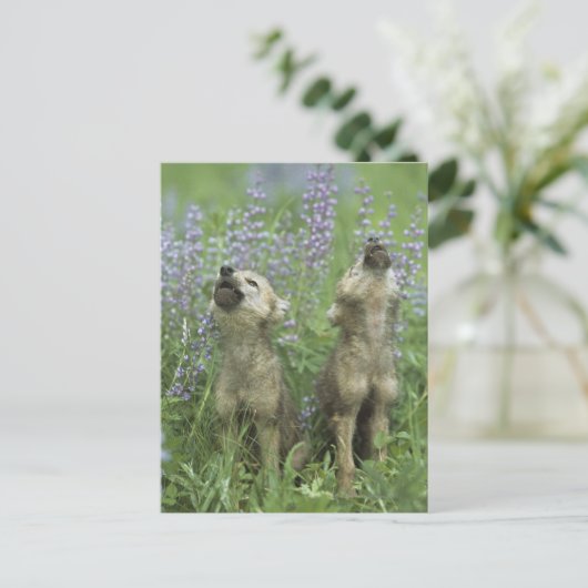 Carte Postale Wolf Puppies Howling In Meadow (Debout devant)