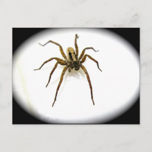 Carte postale Wolf Spider Homme (Lycosidae)