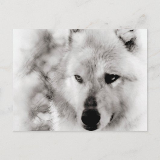 Carte Postale Wolf Spirit (Devant)