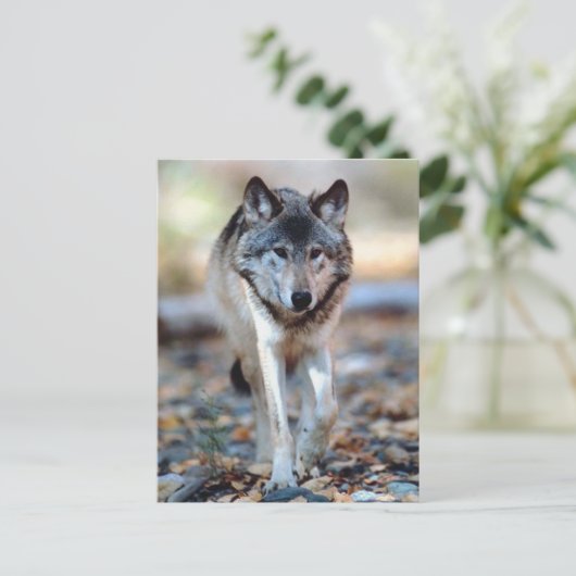 CARTE POSTALE WOLF WALING (Debout devant)