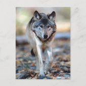 CARTE POSTALE WOLF WALING (Devant)