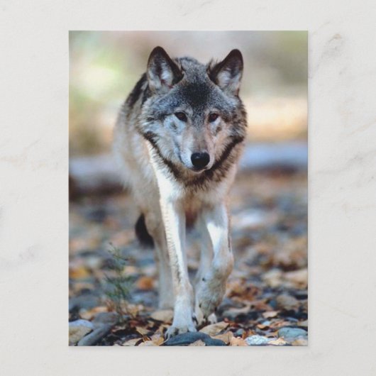 CARTE POSTALE WOLF WALING (Devant)
