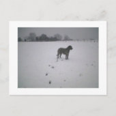 Carte Postale Wolfhound dans la neige (Devant)