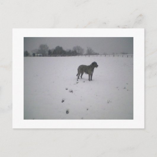 Carte Postale Wolfhound dans la neige (Devant)