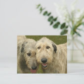 Carte Postale Wolfhounds irlandais (Debout devant)