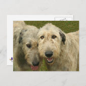 Carte Postale Wolfhounds irlandais (Devant / Derrière)