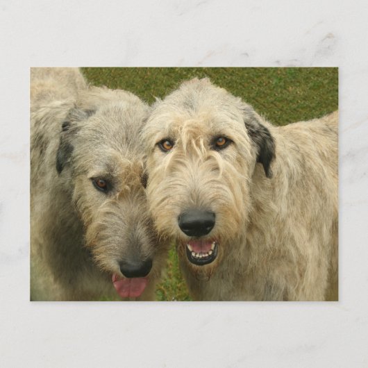 Carte Postale Wolfhounds irlandais (Devant)