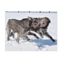 Wolfhounds irlandais courant à neige