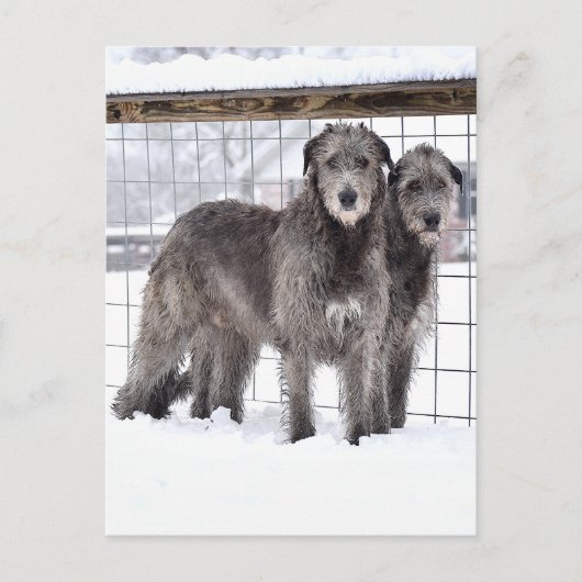 Carte Postale Wolfhounds irlandais en neige (Devant)