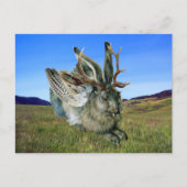 Carte Postale Wolpertinger (Devant)