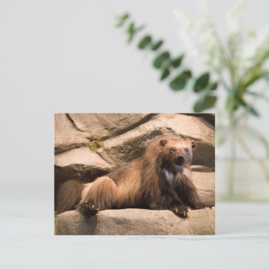 Carte Postale Wolverine (Debout devant)