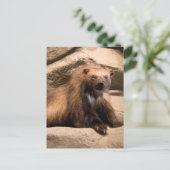 Carte Postale Wolverine (Debout devant)