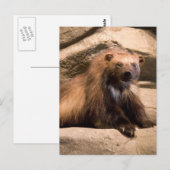 Carte Postale Wolverine (Devant / Derrière)