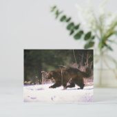 Carte Postale Wolverine courant à travers la neige (Debout devant)