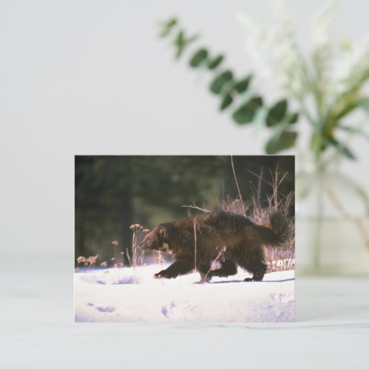 Carte Postale Wolverine courant à travers la neige (Debout devant)